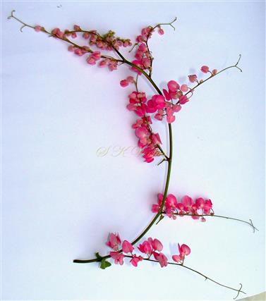  Inflorescence-Panicle of racemes